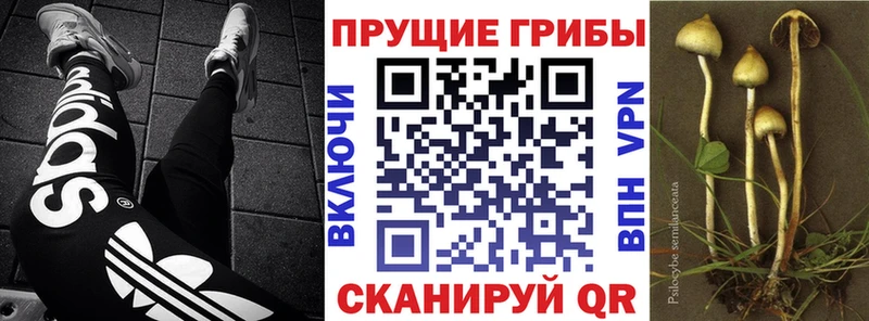 купить  сайты  Сыктывкар  Галлюциногенные грибы прущие грибы 